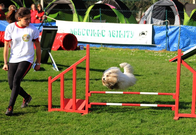 Concours agility 2014