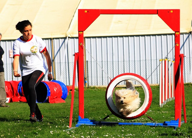 Concours agility 2014